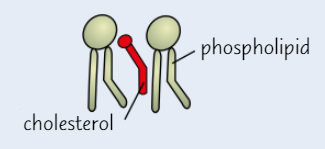 <ul><li><p><strong>Cholesterol</strong> is type of <strong>lipid</strong>, present in <strong>all </strong>cell membranes (except in bacteria)</p></li><li><p>Cholesterol molecules fit <strong>between </strong>phospholipids</p><ul><li><p>They bind to hydrophobic tails, causing them to pack <strong>more closely together</strong></p></li><li><p>→ <strong>restricts movement</strong> of phospholipids, making membrane <strong>less fluid </strong>+ <strong>more rigid</strong></p></li></ul></li><li><p>Cholesterol helps <strong>maintain shape </strong>of <strong>animal cells</strong> (no cell walls)</p><ul><li><p>Important for cells that <strong>aren’t supported by other cells</strong>, e.g. red blood cells (float free in blood)</p></li></ul></li></ul><p></p>