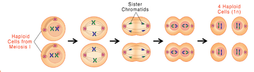 <p>what type of meiosis is this</p>
