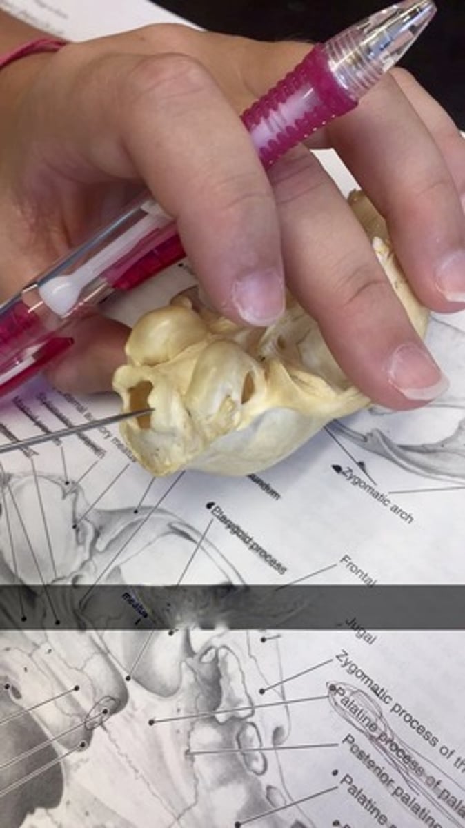 knowt flashcard image