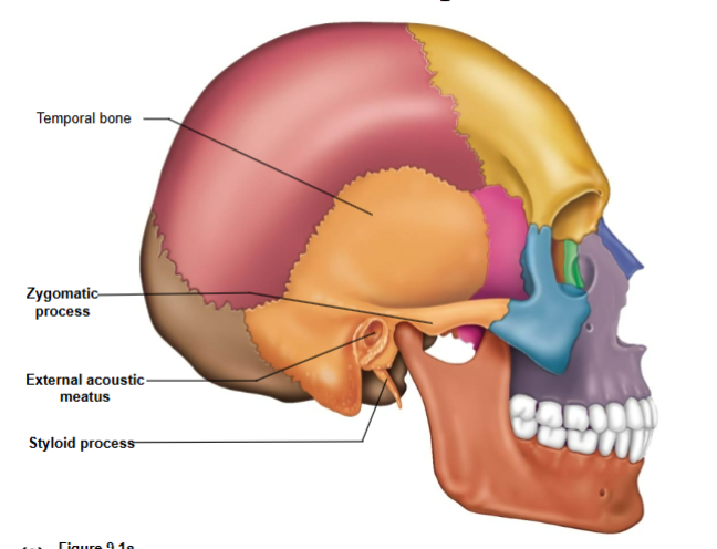 <p>External acoustic meatus- ear canal</p><p>Styloid process- ligament attachment site</p>