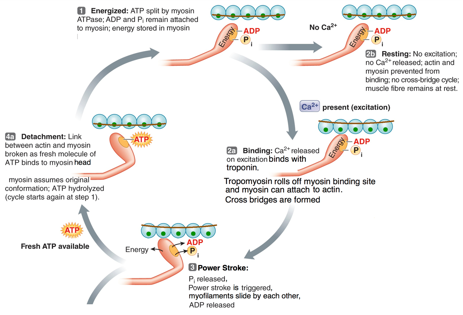 <ul><li><p>when the ATPase site on myosin is empty, a new ATP molecule binds</p></li><li><p>the binding of atp leads to another change in the myosin head</p></li><li><p>it detaches from actin and resumes <strong>low energy conformation</strong></p></li><li><p>as soon as ATPase breaks apart the ATP (it hydrolyzes it), the cycle resumes starting at energized state</p></li></ul><p></p>