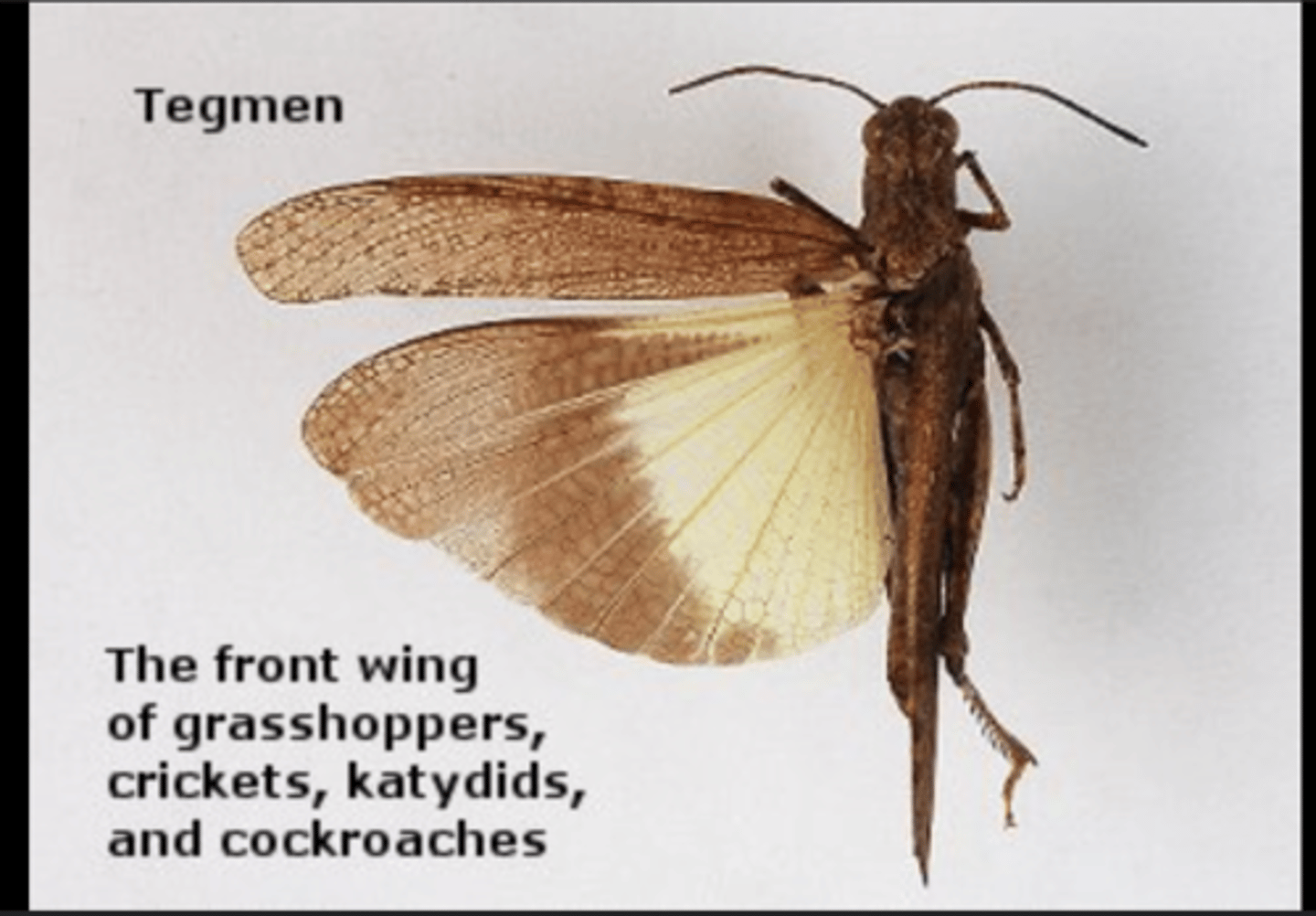 <p>Leathery forewings providing protection but limited flight aid (grasshoppers, roaches).</p>