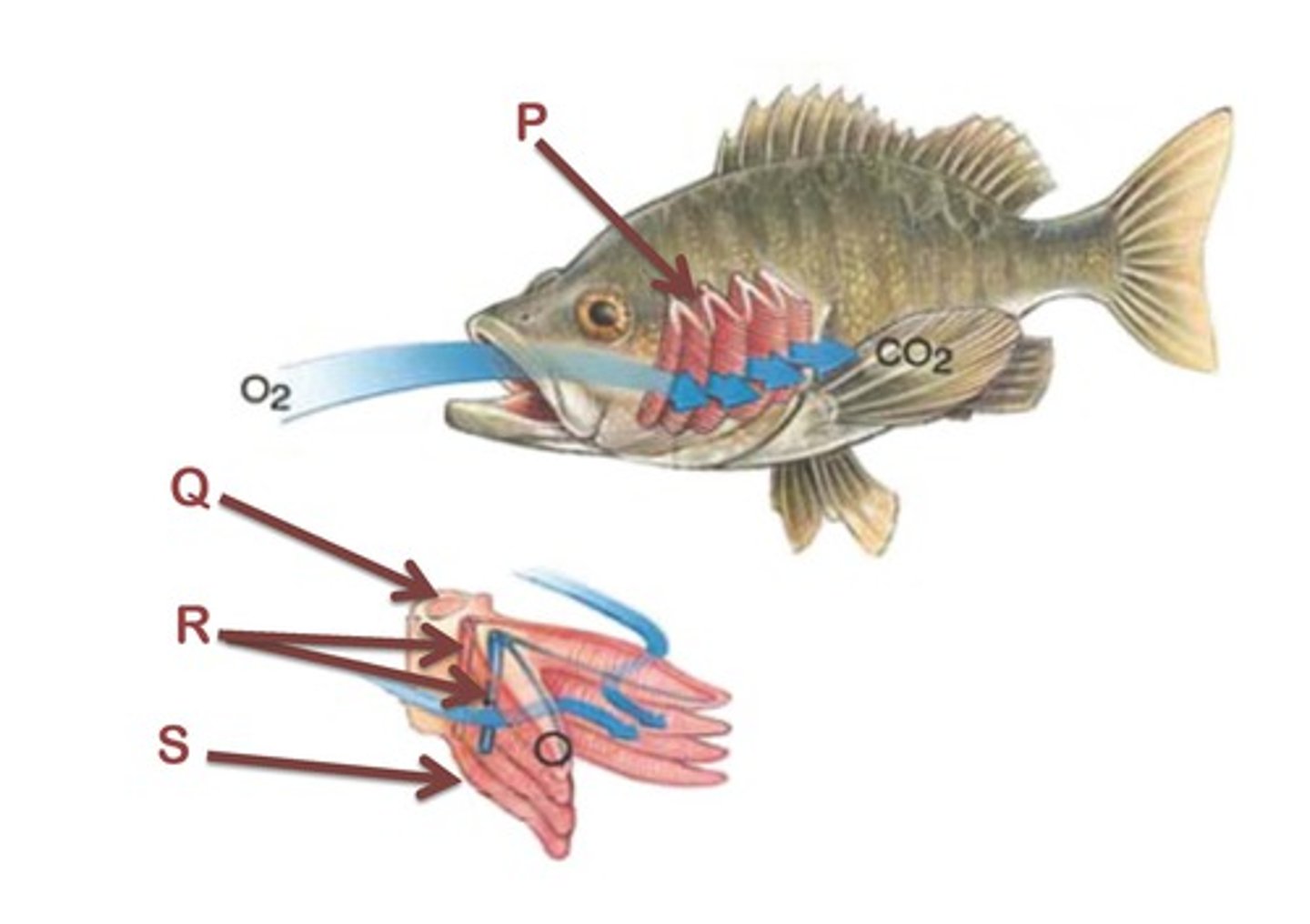 <p>-oxygen from water passing over the gills diffuse into the blood in the gill filaments</p><p>-carbon dioxide diffuses from the blood in the gill filaments into the water</p>