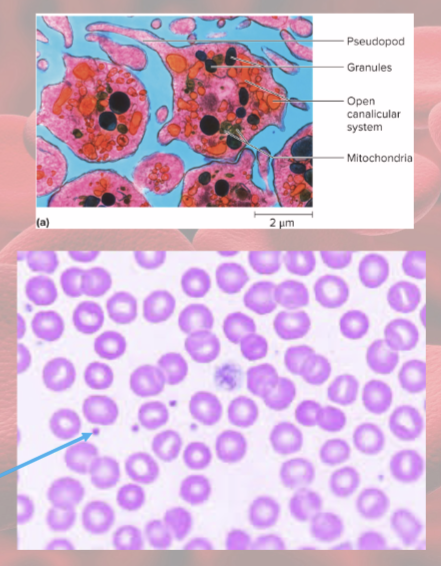 <p>130,000 to 400,000 platelets per microliter</p>