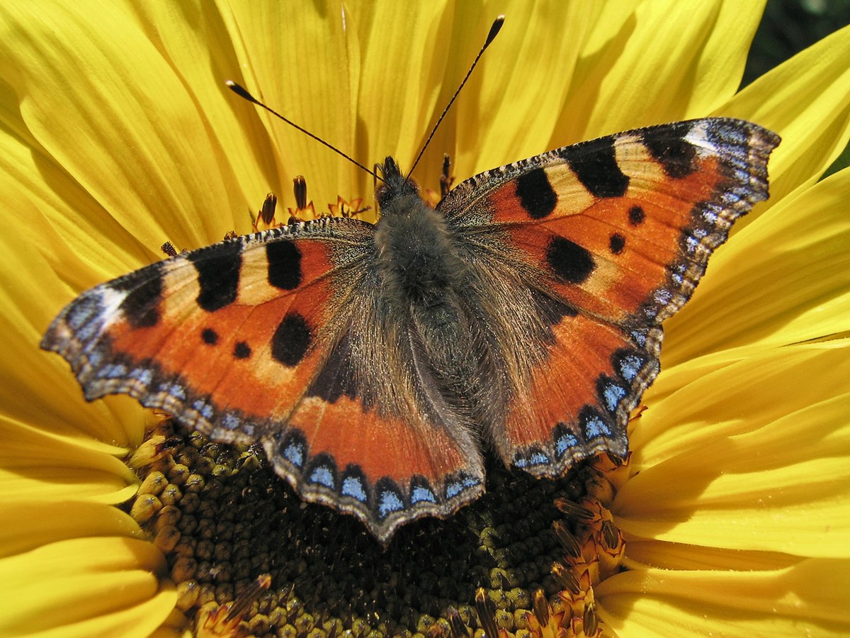 <p>Species of insect.</p>