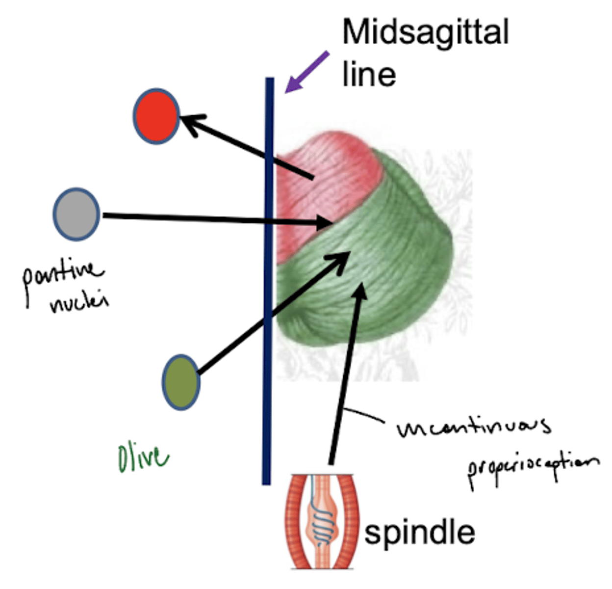 <p>connects pons to the cerebellum (entirely input)</p>