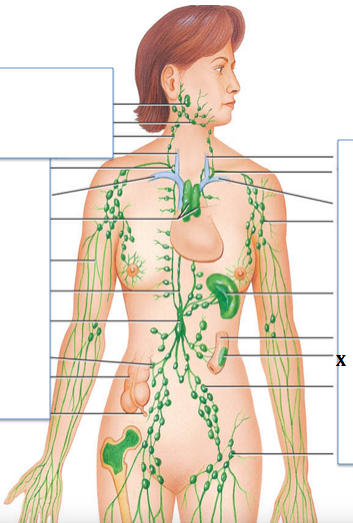 <p>Identify the structure labeled with "<strong>X</strong>"</p>