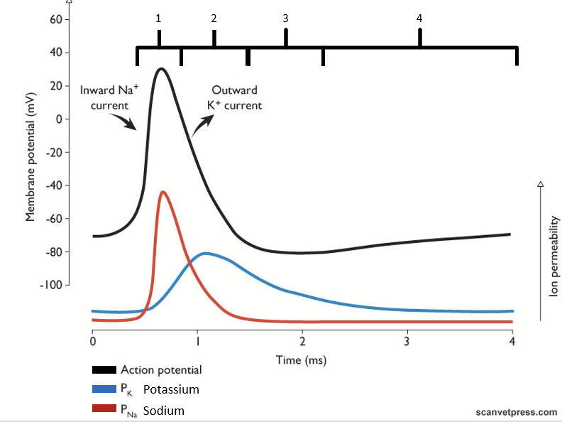 <ol><li><p>Depolarization</p></li><li><p>Repolarization</p></li><li><p>Hyperpolarization</p></li><li><p>Refractory Period</p></li></ol><p></p>