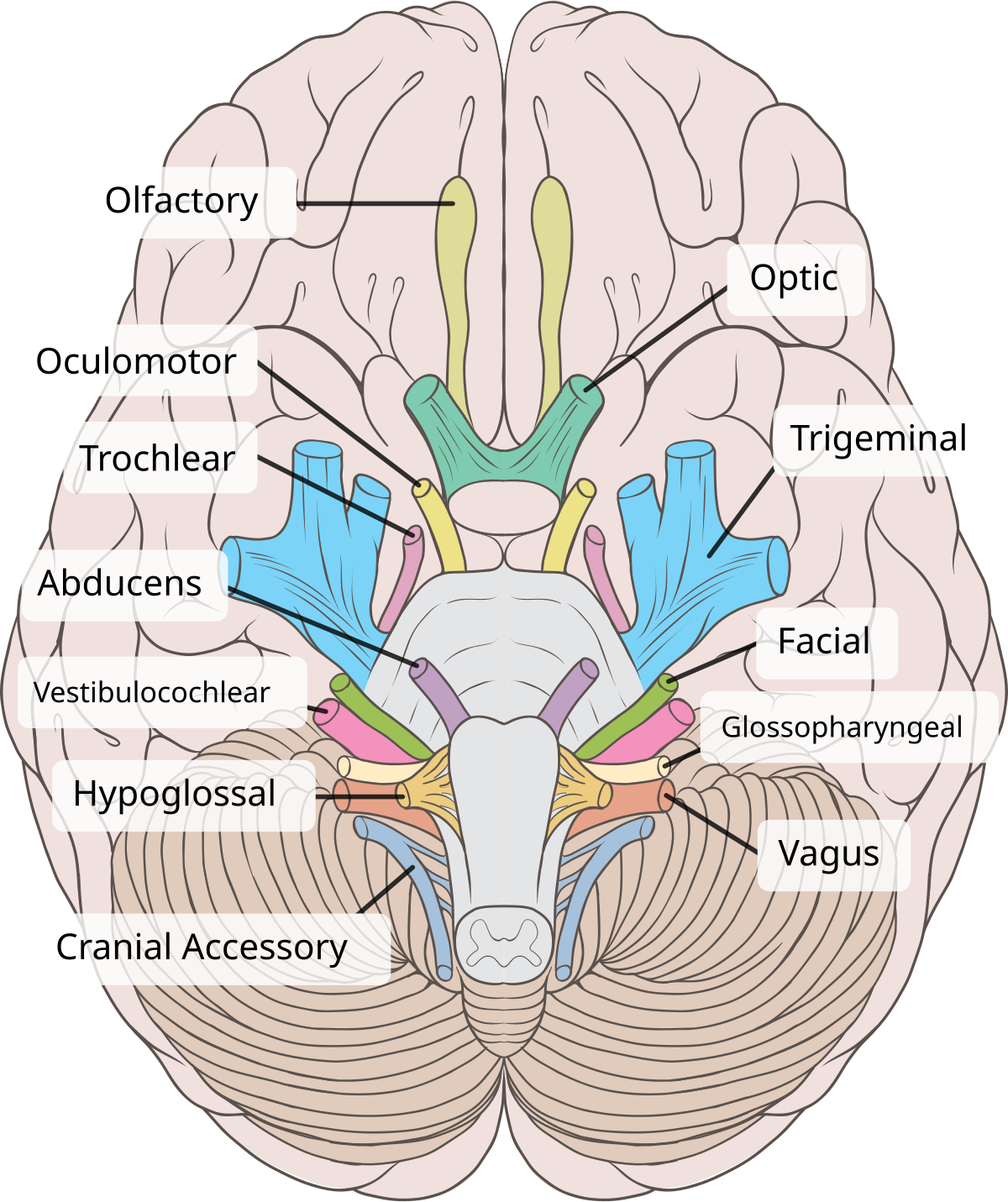 <ul><li><p>Hearing and Balance (Sensory)</p></li></ul><p></p>