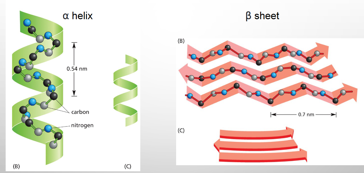 <p>hyd bonds involve ONLY the atoms of the backbone</p>
