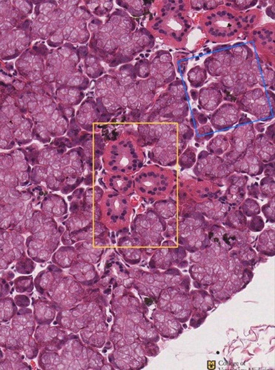 <p>What glandular epithelium type is shown in the yellow box?</p><p>How can you tell?</p>