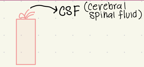 <p>CSN</p>