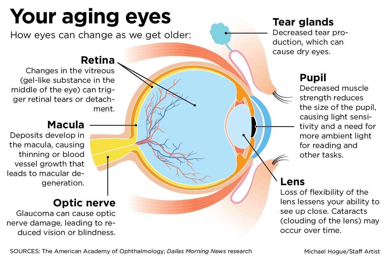 <p>In addition to changes in the accommodative ability of the lens, the ability to see in dim light declines because, with age, </p>