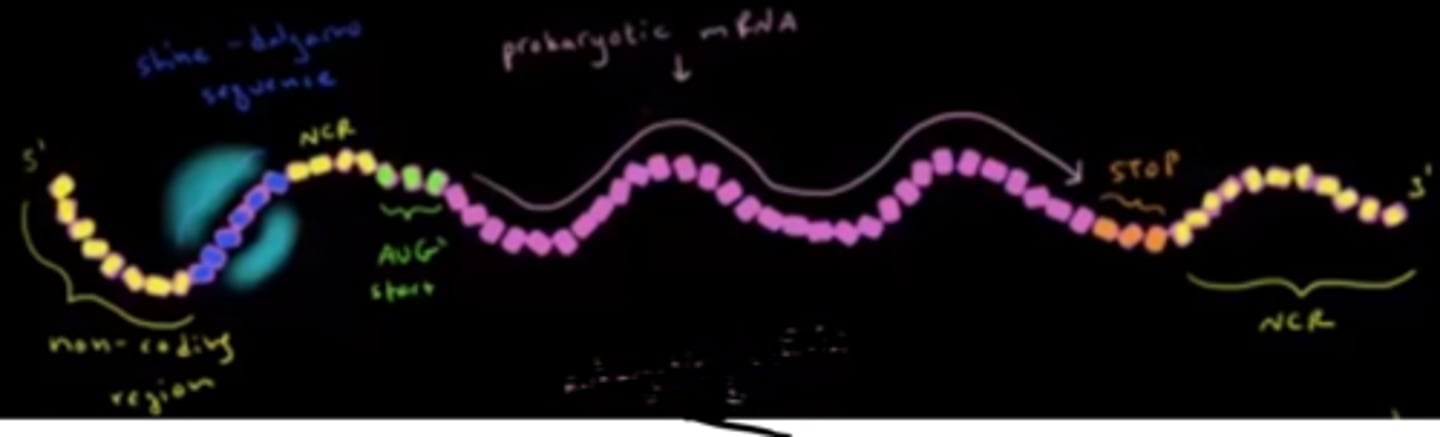 <p>False. From the 5' to 3' end, prokaryotic mRNA contains non-coding mRNA, the Shine-Delgarno Sequence, non-coding mRNA, the start codon, coding mRNA, the stop codon, and then more non-coding mRNA.</p>