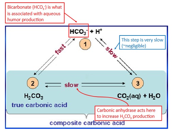 <ul><li><p>catalyzes the formation of carbonic acid from H20 and CO2</p></li><li><p>carbonic acid needed to make bicarbonate (HCO3-)</p></li><li><p>bicarb is ESSENTIAL for aqueous humor production</p></li></ul><p></p>