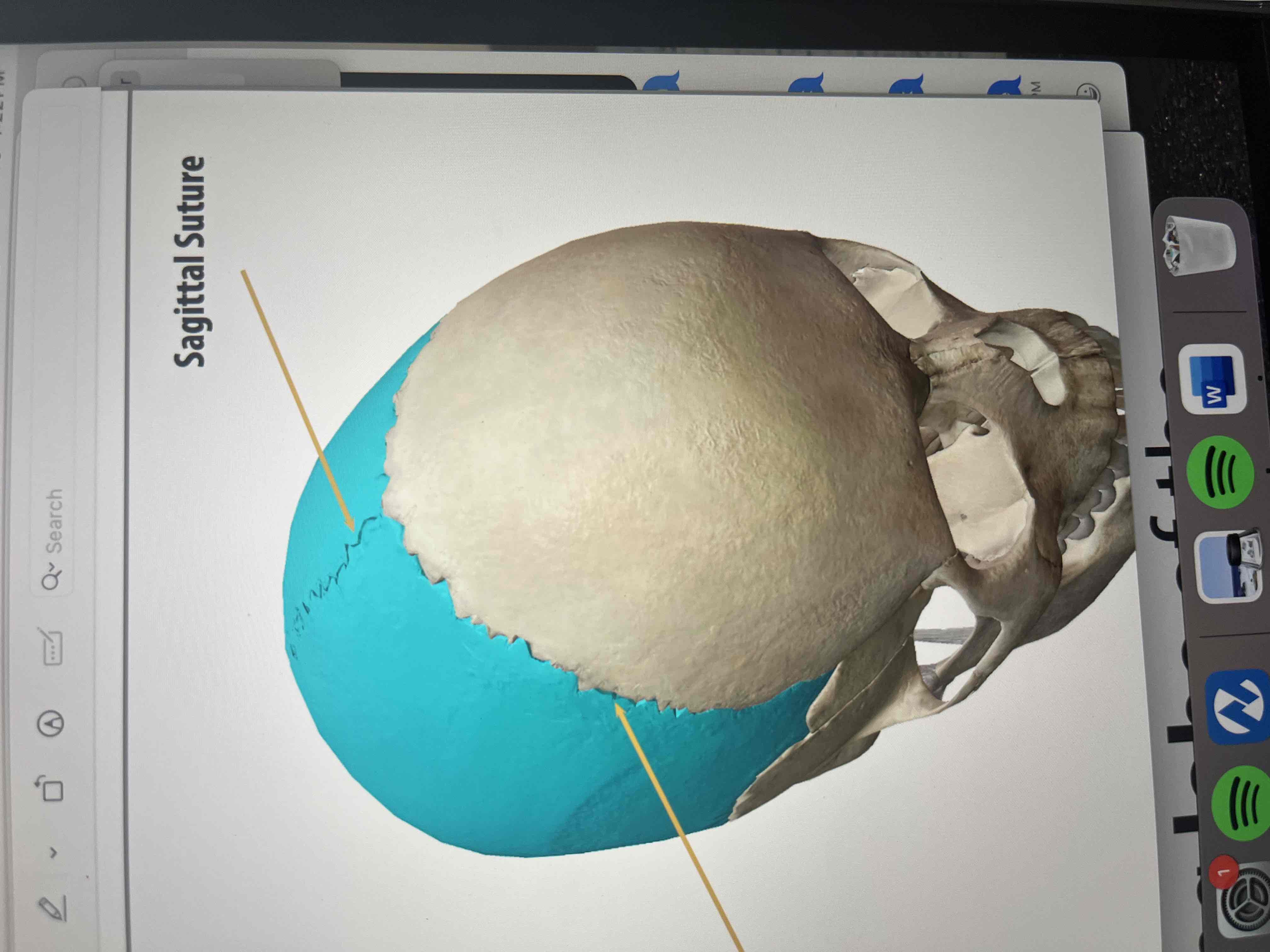 <p>connect across the sagittal line </p>