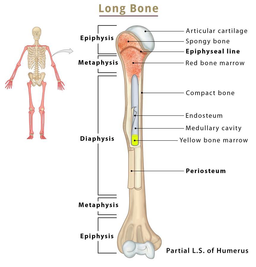 <p>Long bones are characterized by their elongated shape and primarily consist of a shaft and two ends. They are mainly found in the limbs, such as the femur and humerus.</p>