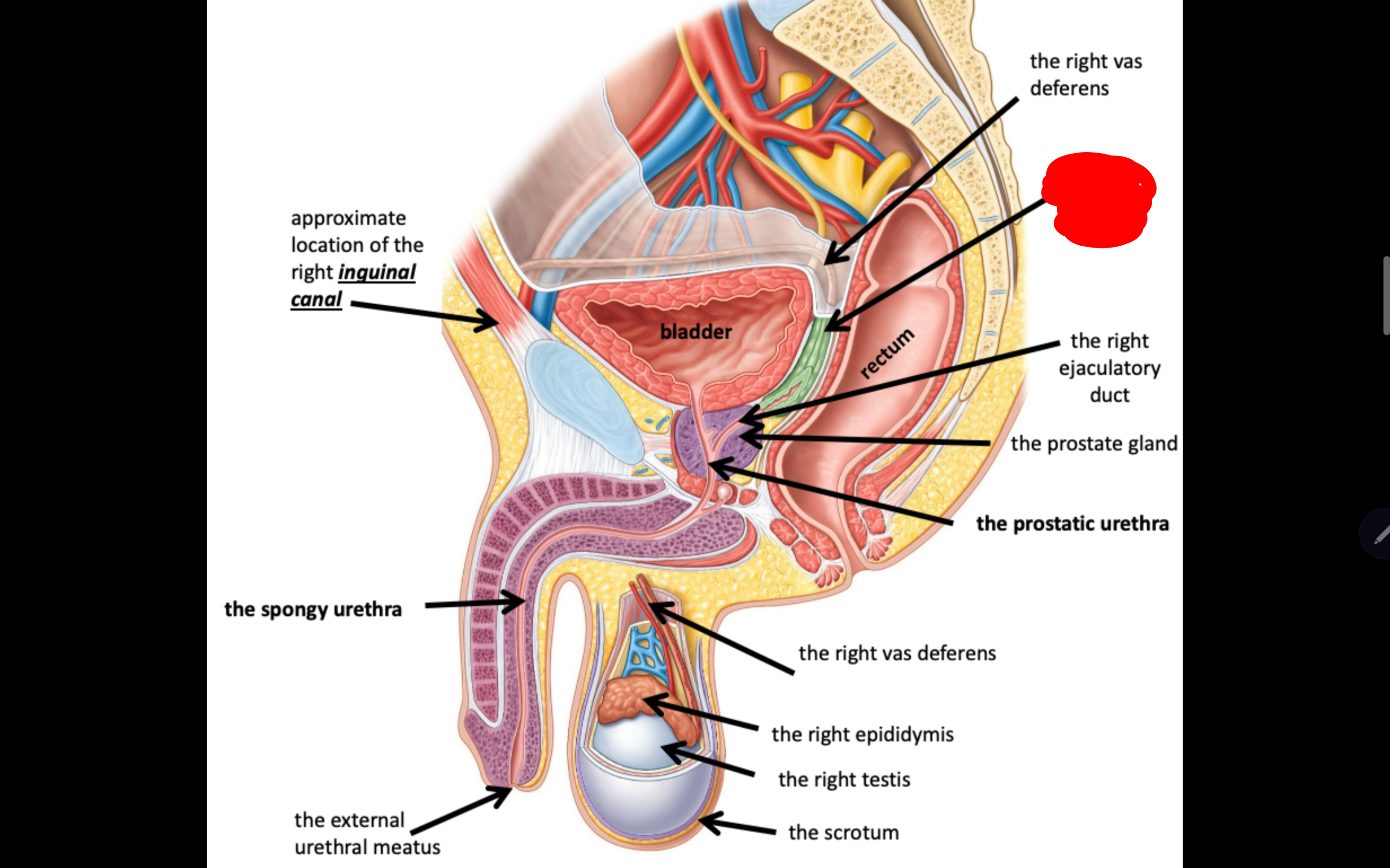 <p>Name the structure in red</p>