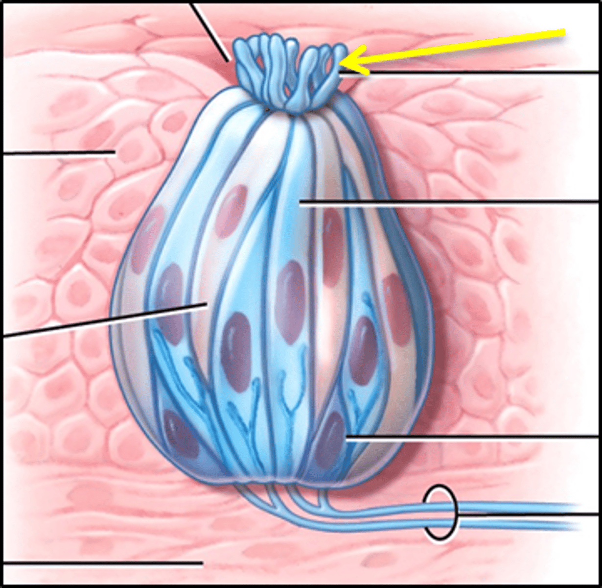 <p>Microvilli, project through taste pore</p>