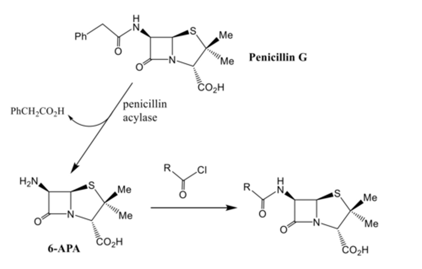 <p>- Semi-synthetically</p><p>- Isolate Penicillin G is made first via fermentation and then selectively hydrolyse the side chain using a penicillin acylase enzyme.</p><p>- They can then modified through amide bond forming reactions.</p>