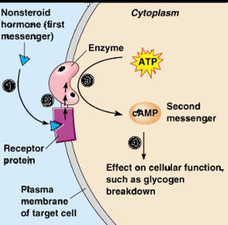 <ul><li><p>hydrophilic - cannot pass through membranes</p></li><li><p>Bind to receptors on cell surface membranes</p></li><li><p>Triggers cascade reaction medicated by second messengers eg glucagon - phosphorylation breaks into glycogen</p></li></ul><p></p>