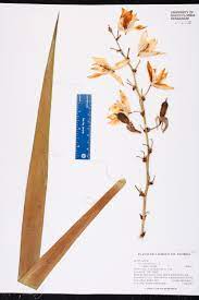 <p>Yucca glauca</p>