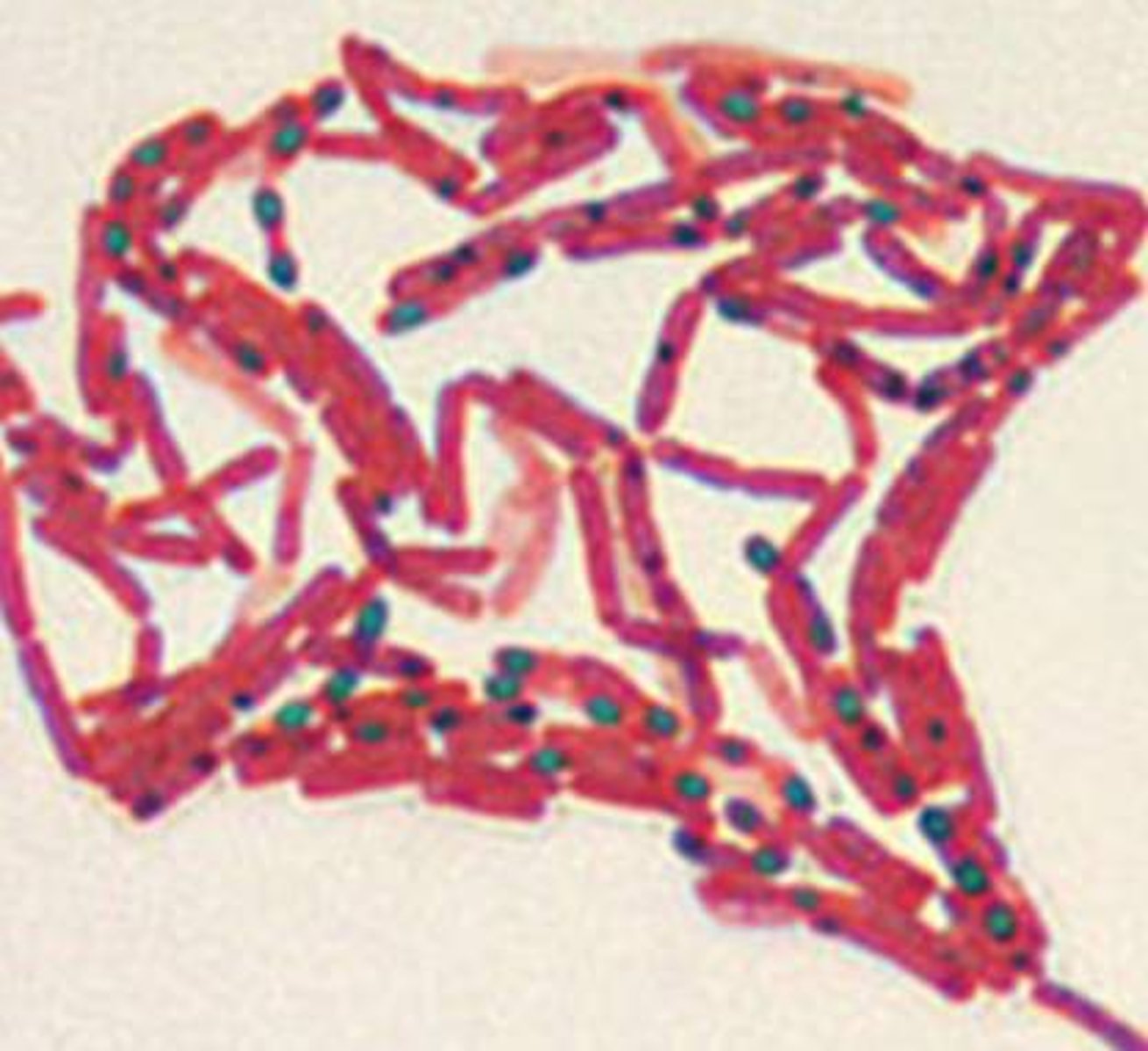 <p>Bacillus, Clostridium</p>