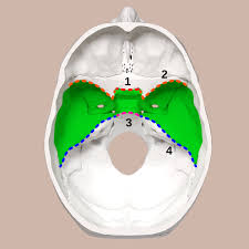 <p>Name the highlighted part of the cranium</p>