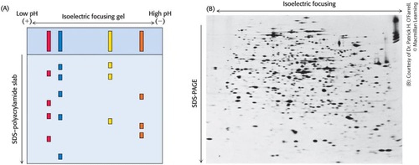 <p>Separates proteins in two directions: isoelectric focusing horizontally and SDS-PAGE vertically.</p>
