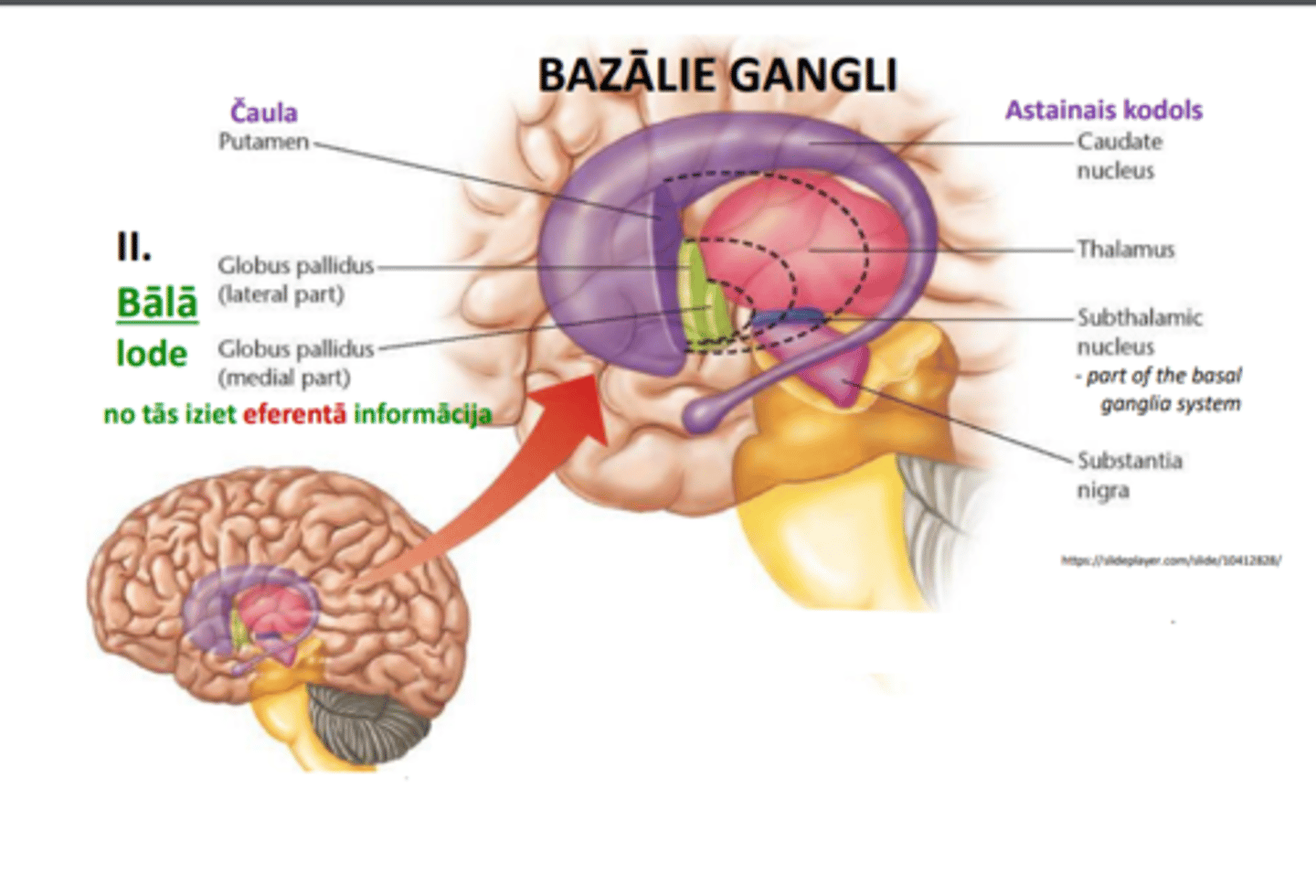 <p>I. Svītroto ķermeni (corpus striatum) veido:</p><p>1) astainais kodols (nucleus caudatus)</p><p>2) čaula (putamen) [tā izveidojusies astainā kodola galvai saplūstot ar lēcveida kodola (n.lentiformis) daļu] <= saņem aferento informāciju</p><p>II. Bālā lode - no tās iziet eferentā informācija</p>