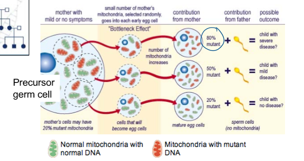 <p>siblings may have different mito and a different degree of severity of a mito disease </p><ul><li><p>the offspring from a mother can display different severities of a mito disease phenotype </p></li></ul><p></p>