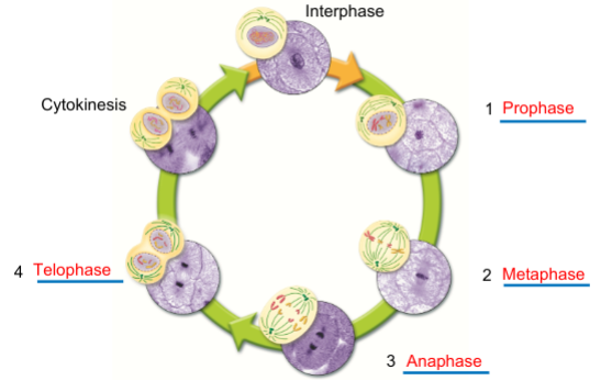 <p>Interphase (includes G1- cell growth, S- DNA replication, G2- preparation for mitosis) which occurs in-between cell divisions, and M phase, which cell division occurs in (prophase- nucleus condences and chromosomes become visible, spindle begins to form, metaphase- chromosomes line up in center, anaphase- chromosomes move torwards oppisite poles, telophase- cell begins to divide into daughter cells, and cytokinesis (animal cells)- cell membrane pinches in center to form two daughter cells)</p>