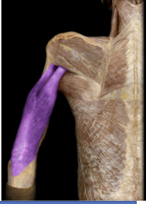 <p>Large tri headed muscle on the posterior surface of the upper arm. mainly extends the forearm.</p>