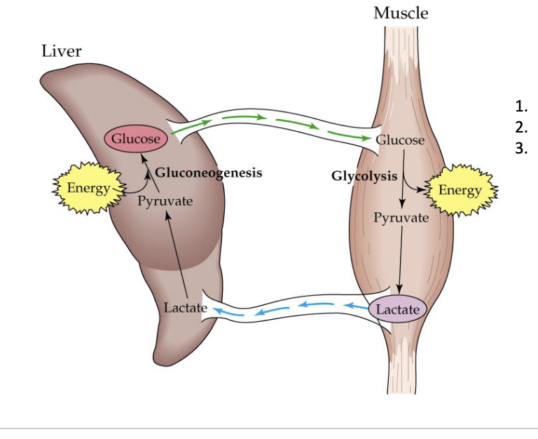<ul><li><p>lactate produced by anaerobic glycolysis in muscles gets transferred into the <strong>liver</strong> where lactate is used for <u>glucose production</u> then sent back to <strong>muscles</strong></p></li><li><p>purpose</p><ul><li><p>facilitate muscle exertion</p></li><li><p><strong>prevents</strong> lactate acidosis</p></li><li><p>main source of <u>gluconeogenesis</u> during fasting</p></li></ul></li><li><p>diagram</p><ul><li><p>muscle</p><ul><li><p>glucose goes through glycolysis and creates energy in muscle → generates pyruvate → lactate </p></li></ul></li><li><p>liver</p><ul><li><p>lactate goes to liver → becomes pyruvate → expends energy to create glucose in process called gluconeogenesis → glucose goes back to muscle so that it can continue glycolysis to create energy</p></li></ul></li></ul></li></ul><p></p>