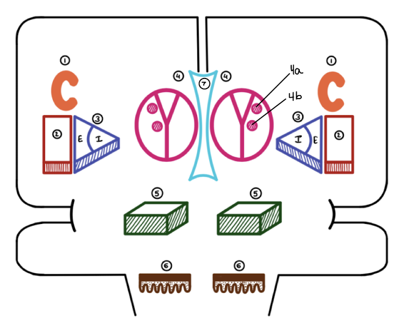 <p>2 and 3 make up what?</p>