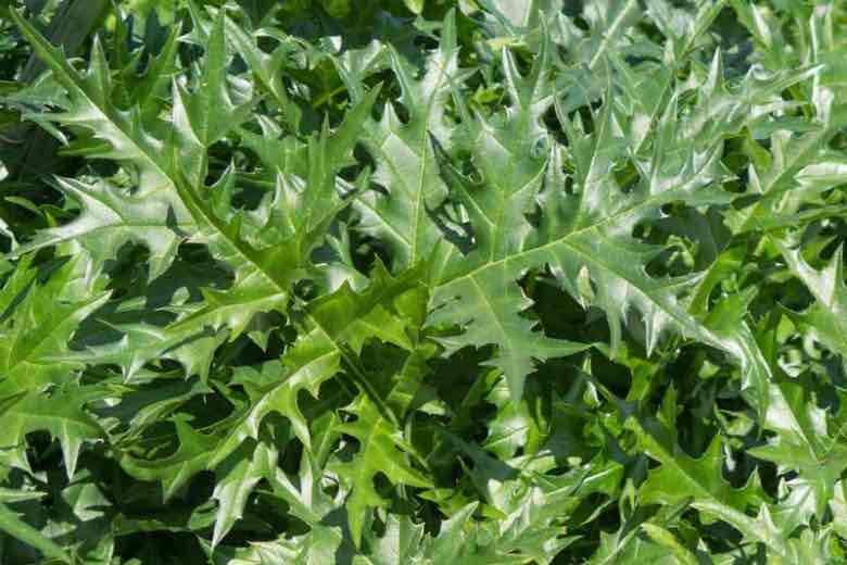 <p>spikey thistle-like leaves, flowers in late spring</p>