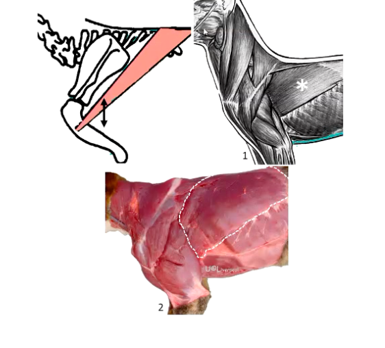 <p>• Origin = thoracic vertebrae</p><p>• Insertion = humerus</p><p>• Located caudal to the limb</p><p><strong>• Function:</strong></p><ul><li><p>Forelimb RETRACTOR</p></li><li><p>Also propulsion</p></li><li><p>Shoulder FLEXOR</p></li></ul><p></p>