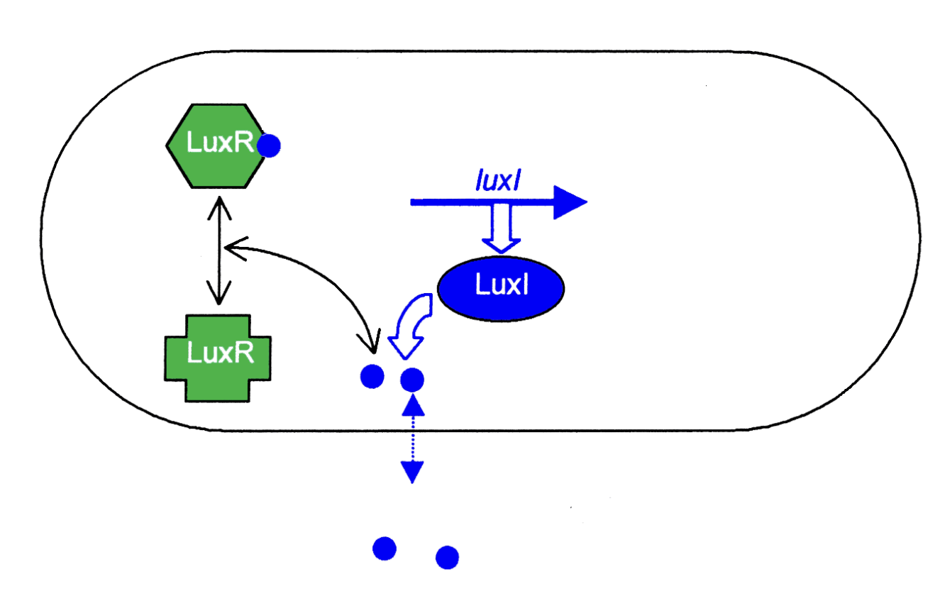 <ol><li><p>Sensed by transcriptional regulator LuxR</p></li><li><p>OHHL leaves and moves back into the cells continuously</p></li><li><p>When OHHL reaches critical concentration for luxR binding (must mean there are enough cells around</p></li><li><p></p></li></ol><p></p>