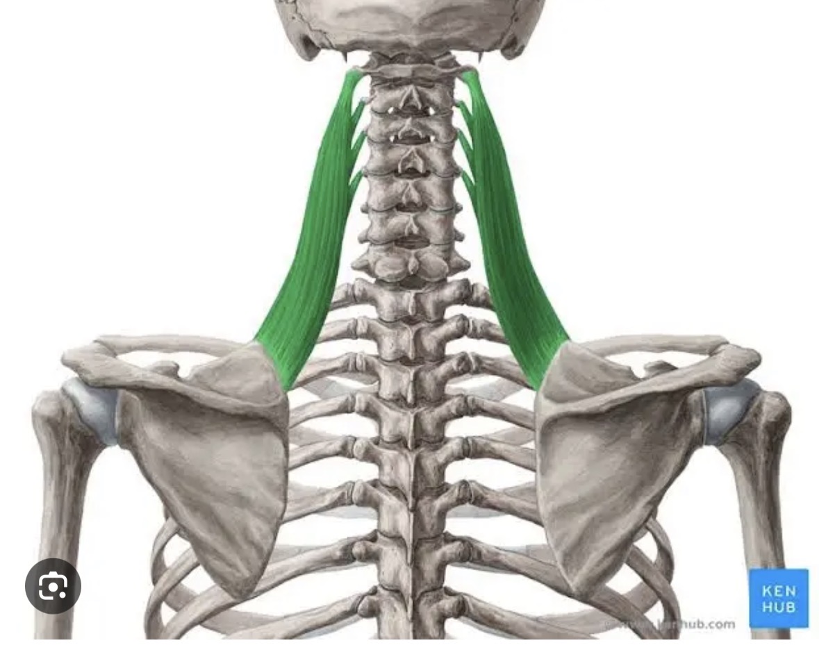 <p>Under trapizus</p>