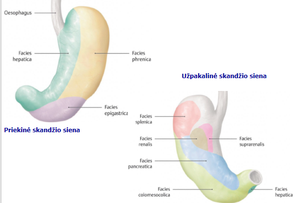 <p>anterior:</p><p>phrencia, hepatica, epigastrica</p><p></p><p>posterior:</p><p>spleinca, renalis, suprarenalis, pancreatica, colomesocolica, hepatica</p>