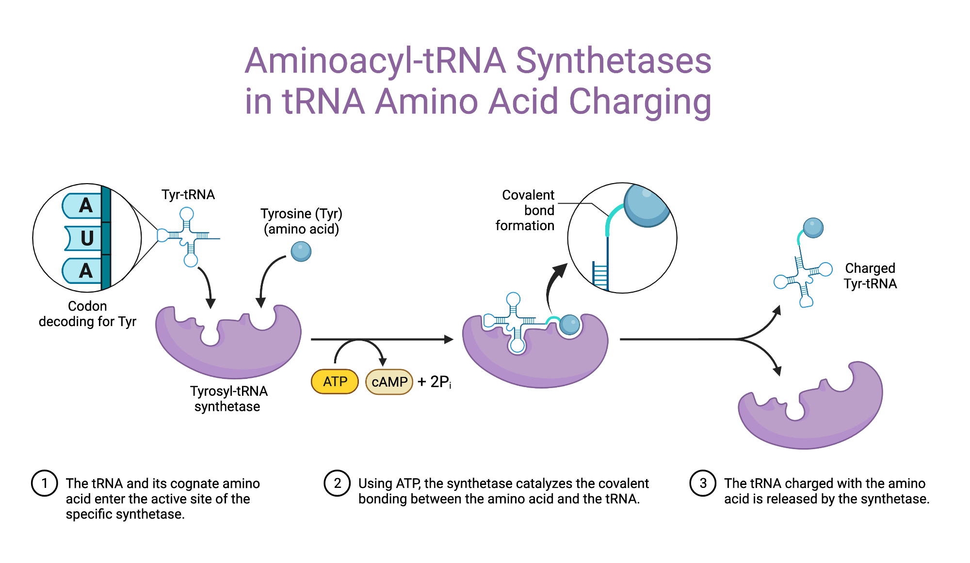 <p>Charging a tRNA means <strong>attaching the correct amino acid</strong> to it — a crucial step for accurate translation.</p><p class=""><strong>Step 1: Adenylation of the Amino Acid</strong></p><ul><li><p class="">The enzyme uses <strong>ATP</strong> to activate the amino acid:<br><strong>Amino Acid + ATP → aminoacyl-AMP + pyrophosphate (PPi)</strong></p></li></ul><p class=""><strong>Step 2: Transfer to tRNA</strong></p><ul><li><p class="">The activated amino acid is then <strong>transferred to the tRNA</strong>:<br><strong>Aminoacyl-AMP + tRNA → aminoacyl-tRNA + AMP</strong></p></li><li><p class="">Now the tRNA is <strong>“charged”</strong> and ready for the ribosome.</p></li></ul><p class=""><strong>Accuracy:</strong></p><ul><li><p class="">Very high – only <strong>1 error in every 10,000 (10⁴) reactions</strong></p></li></ul><p></p>