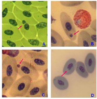 <p>a third nucleus is formed during anaphase of mitosis after a chunk of the chromosome falls off after irradiation</p><ul><li><p>chromosome fragments develop nuclear membranes and form a third nucleus</p></li></ul><p></p>