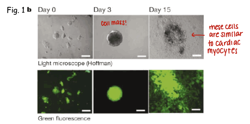 <p>they differentiate into a variety of cell types (BM-derived, embryonic stem like); a sphere of aggregated cells of various morphologies forms (embryoid bodies)</p><p></p><p>basically, removal of LIF causes differentiation</p>