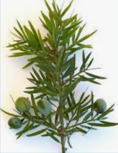 <p>African fern tree, drought resistant</p>