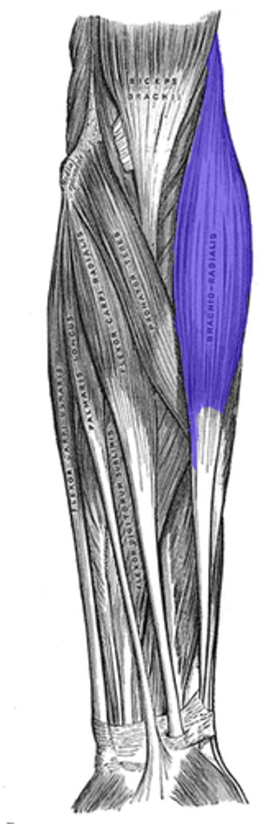 <p>anterior brachial region</p>