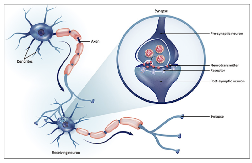 <p>the <strong>synapse</strong>.</p><p><br><em>It allows nerve signals to pass from one neuron to the next using </em><strong><em>neurotransmitters</em></strong><em>.</em></p>