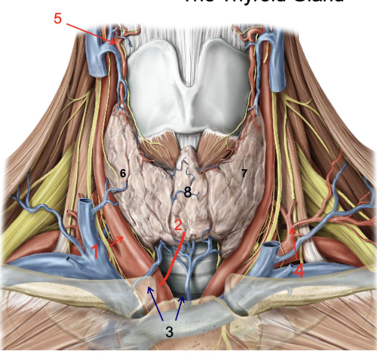 <p>Identify the structure at #4</p>