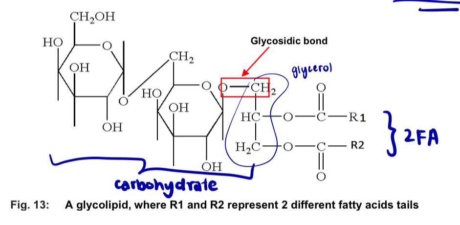<ul><li><p>glycolipids are composed of <strong>2 hydrophobic hydrocarbon tails + a polar, short carbohydrate chain</strong> (less than 15 sugar residues) with no phosphate </p></li><li><p><u>short carbohydrate chain</u> is joined to the glycerol’s<u> -OH group</u> by <strong>a glycosidic bond</strong>, which is a covalent bond </p></li></ul><p></p>