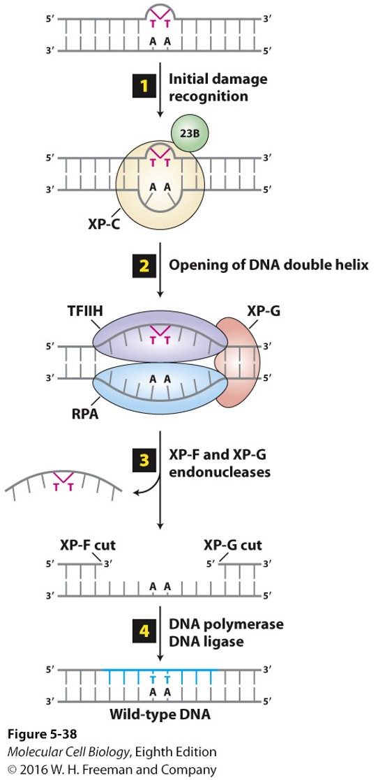 <p>It detects distorted DNA structures like TT dimers and cuts out that section. XP-C finds distortion and binds, TFIIH, RPA, and XP-G open the strand. Then XP-G and XP-F cut out section, and DNA polymerase β and ligase repair the area.</p>