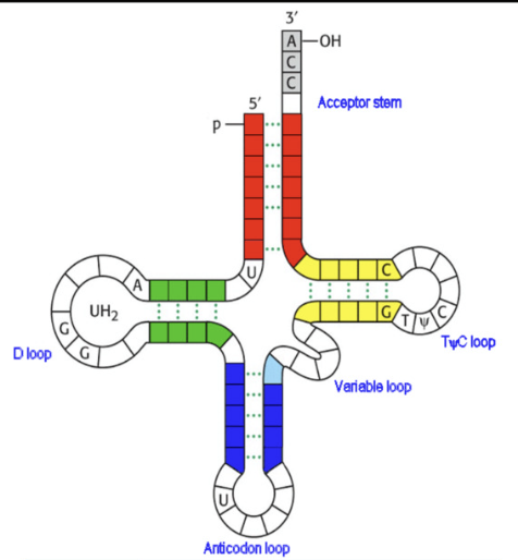 <p>function: match amino acid to codon sequence of mRNA</p><ul><li><p>clover leaf shaped non-coding RNA</p></li><li><p>Parts:</p><ul><li><p><strong>acceptor stem</strong>: end that binds to amino acid (contains 1 of 20 amino acids)</p></li><li><p><strong>anticodon loop: </strong>has triplet nucleotide sequence that is <u>complementary </u>to codon of mRNA</p></li></ul></li><li><p>tRNA has 20 amino acids and works with ribosomes</p></li></ul><p></p>